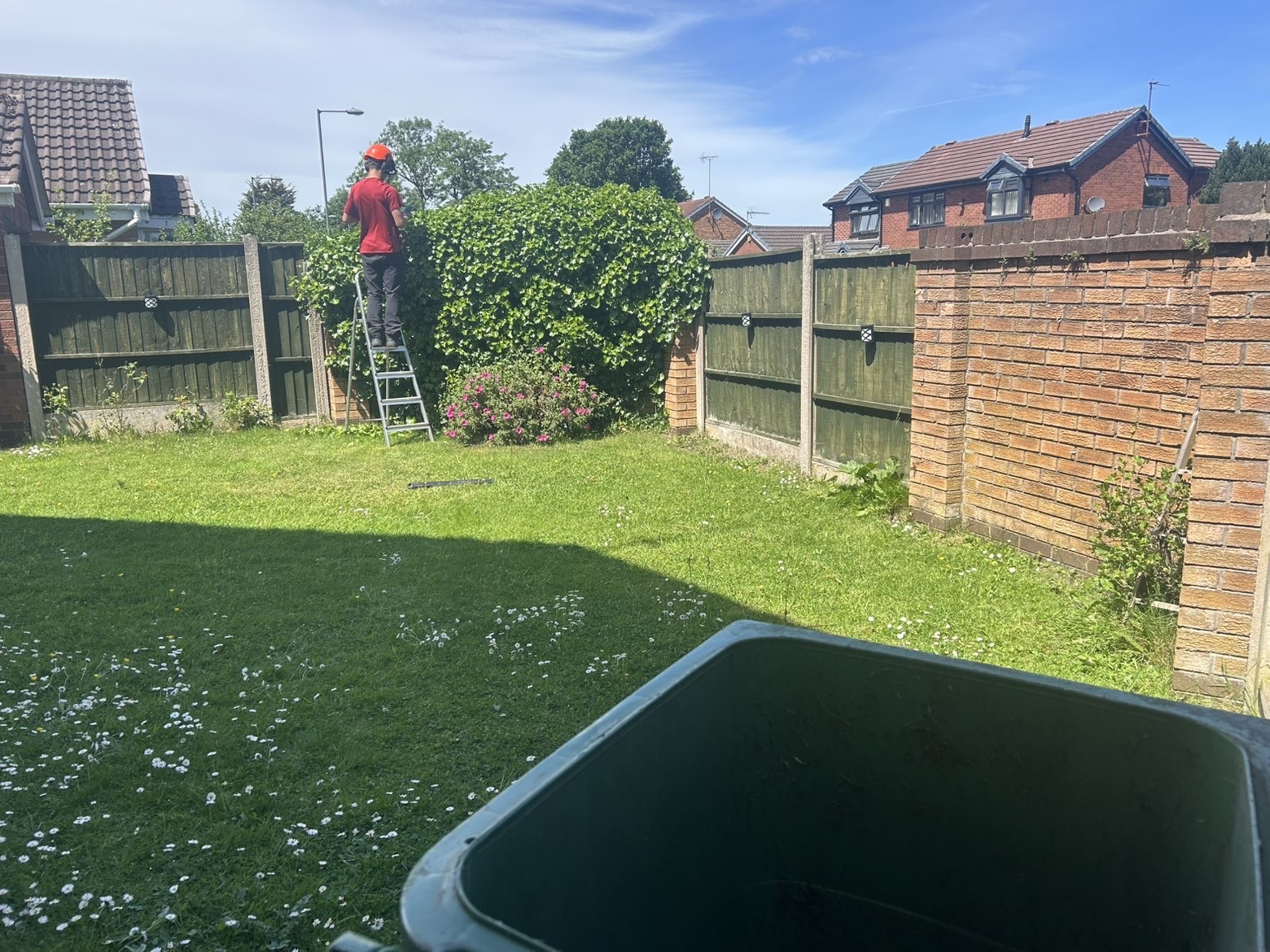 Harry trimming a tall hedge from a step ladder