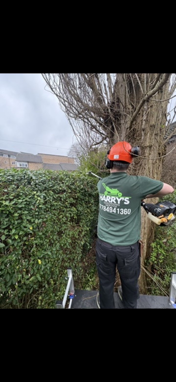 Harry in branded Harry's Gardening Service t-shirt cutting back a tree